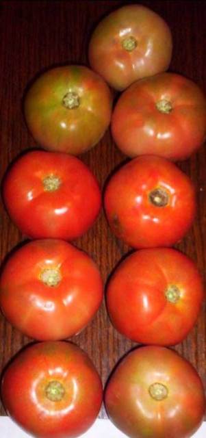 Determinate Round tomato 83-245 p2